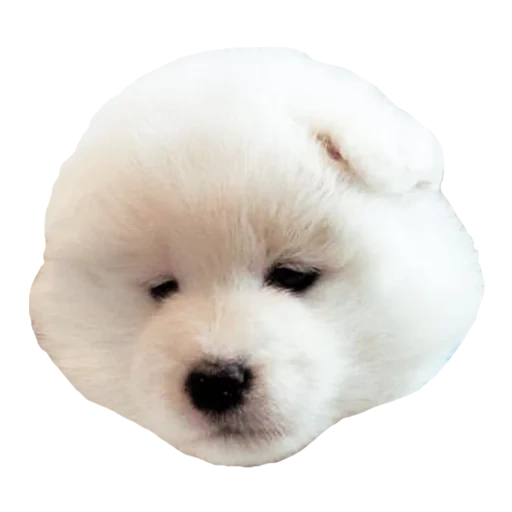 cucciolo samoye, cane samoye, bichon friss dog, byshon friss rock, ai cani samoye piace