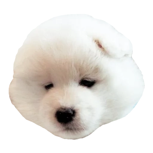 puppy samoyed, anjing samoyed, anjing frieze bishon, breed frieze bishon, anjing samoyed laika