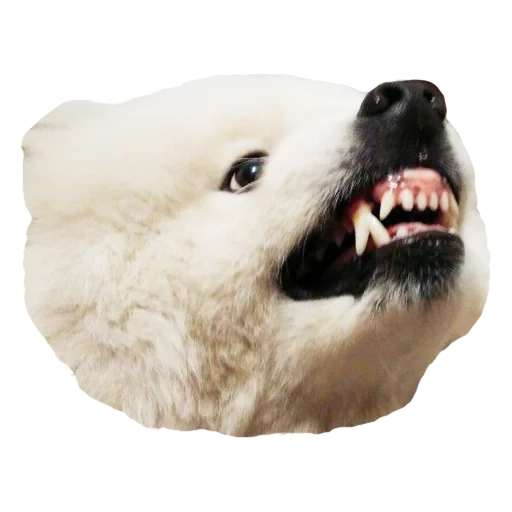 oso polar, oso polar, perro samoyed, perro de idioma samoyed, mano de juguete de oso blanco