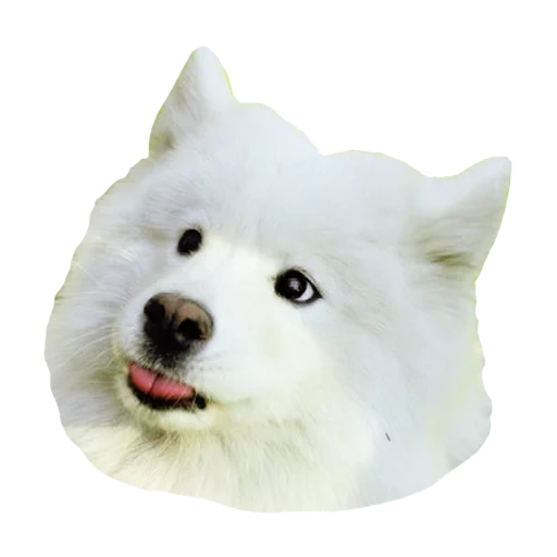 samoyé, samoyed blanc, samoyed comme, chien samoyé, dog samoyed laika