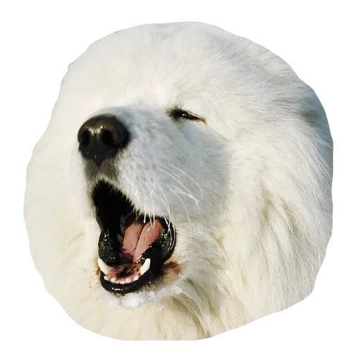 samoyed, the breed of samoyed, samoyed dog, samoyed dog, samoyed language dog
