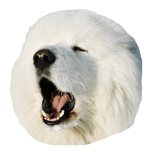 samoyed, jenis samoyed, anjing samoyed, anjing samoyed, anjing bahasa samoyed