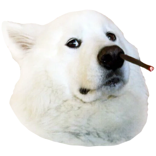 samoev ulula, cane samoye, samoyeka, cane samoye, ai cani samoye piace