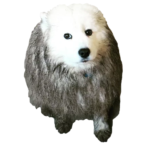 samoyed, the breed of samoyed, samoyed like, samoyed dog, dog samoyed laika