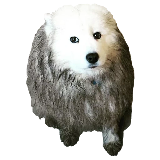 samoyed, jenis samoyed, samoyed like, anjing samoyed, anjing samoyed laika