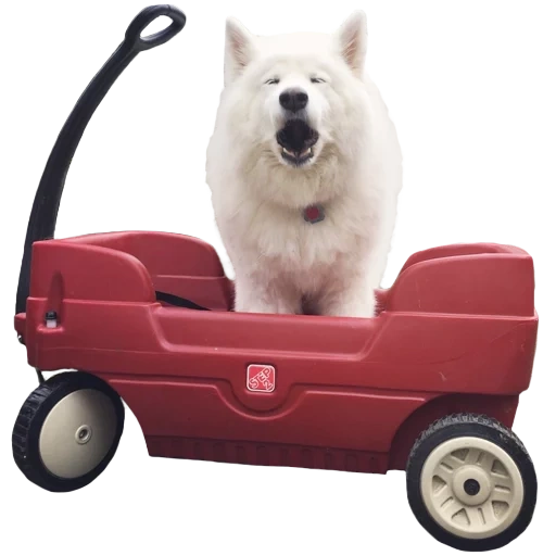 kai samoyed, perro samoyed, perro samoyed, perro husky samoyed, perro samoyed laika