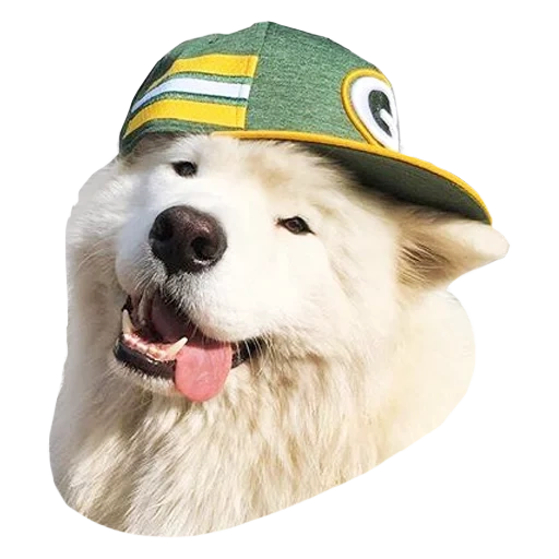 caps de chiens, casquette de chien, le chien est un chapeau blanc, le chien est jaune, sun sun dog cap