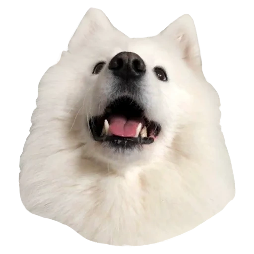 samoied, cachorro samoied, cachorro samoied, a raça de shake samoied, o cachorro sorri someyed