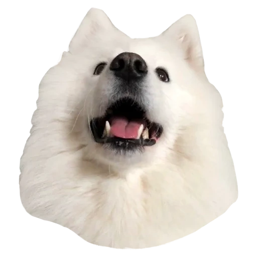 samoyeda, cane samoye, cane samoye, varietà samoye shaq, cane samoye