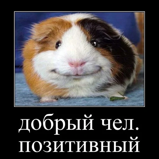 o porco do porco, a cobaia é engraçada, a cobaia sorri, boas pessoas meme positivo, boas pessoas positivas memeen cobaia
