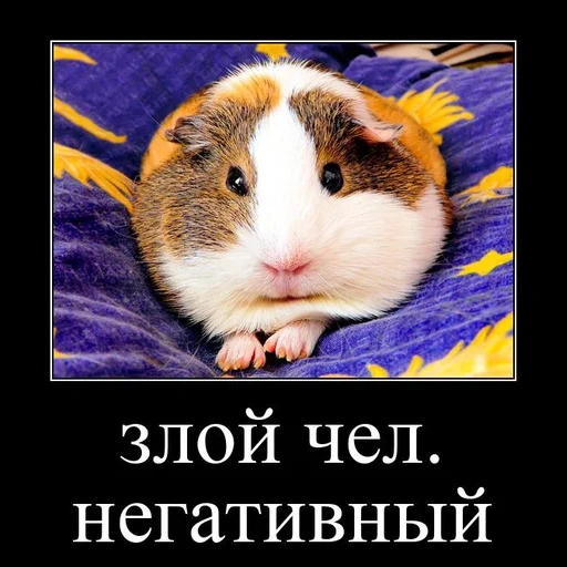 hamster, animals are cute, funny hamster, sea pig, angry people negative meme hamster
