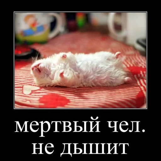 criceto morto, criceto siriano, iza pets khomyakov, criceto dzungariano morto, il gatto finge di essere morto