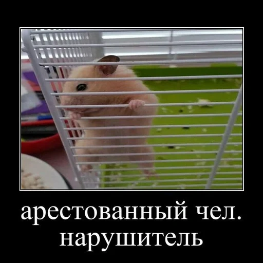 hamster, hamster girl, syrian hamster, siberian hamster, syrian hamster
