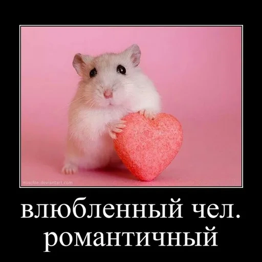 heart hamster, hamster junggar, heart hamster, hamster junggar, junggar hamster white