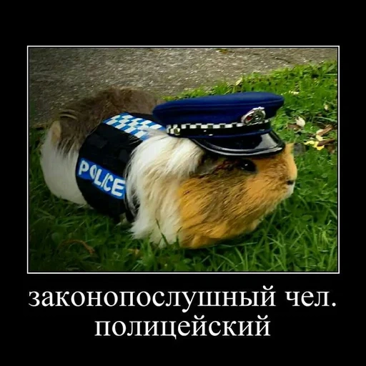 polisi, polisi hamster, polisi keji, polisi guinea pig, polisi kelinci percobaan