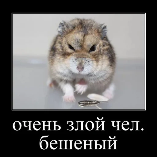 hamsters, hamster do mal, hamster dzhungarsky, o hamster dzungariário é mau, burunduk de hamster dungarariano