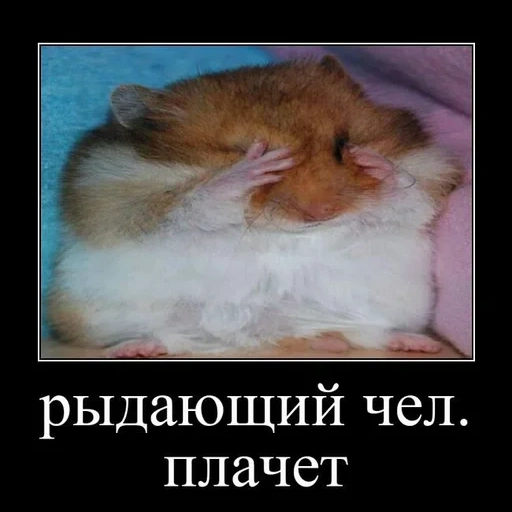 hamster lucu, hamster kesal, hamster tersinggung, tidur hamster lucu