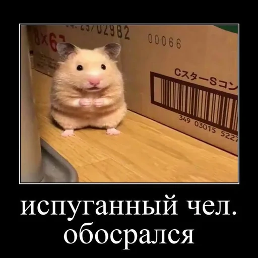hamster, hamster meme, hamster hilarious, a frightened hamster, dwarf hamster