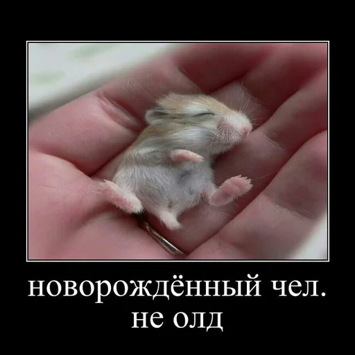 hamster kecil, hamster junggar, hamster junggar, anak hamster junggar, hamster kecil yang baru lahir