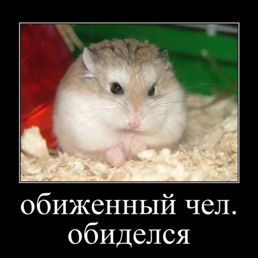 hamster, hamster sírio, hamster dzhungarsky, hamster dzungarian, o hamster dzungaria está com raiva