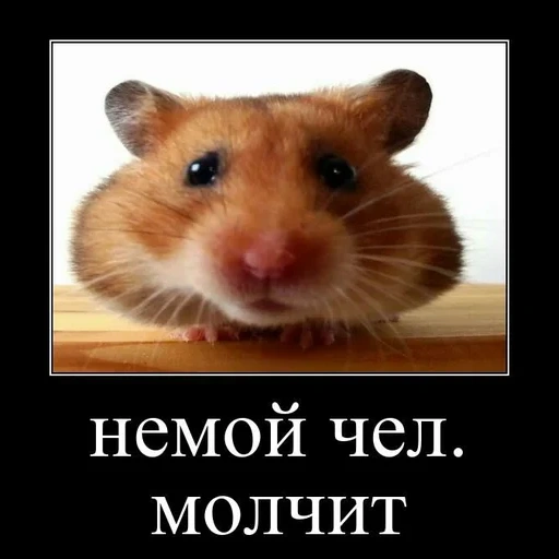 hamster, hamster, hamster with two cheeks, syrian hamster, syrian hamster