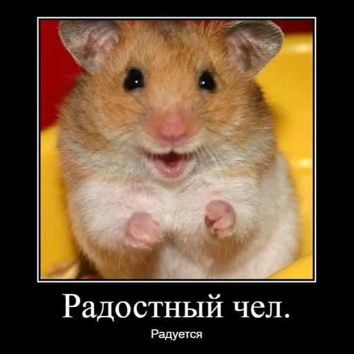 mon hamster, joyeux hamster, hamster ridicule, happy hamster, les hamsters sont drôles