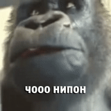 stan, горилла, горилла обезьяна, горилла улыбается мем, ура ура тимофей горилла