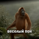обезьяна, обезьяна танцует, приколы обезьяны, танцующая обезьяна, танцующий орангутанг