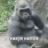 горилла, горилла мем, тупая горилла, горилла смешная, горилла большая
