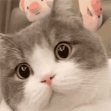 кот, кошка, mr potato, tenor котики, potato cat images