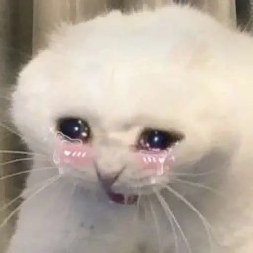 плачущий кот, плачущие коты, плачущий котик, грустный котик мем, плачущий котик мем