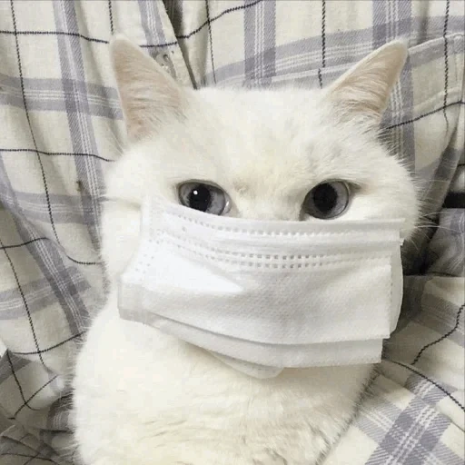 кот, кот маске мем, милые животные, кот медицинской маске, кошка белыми перчатками