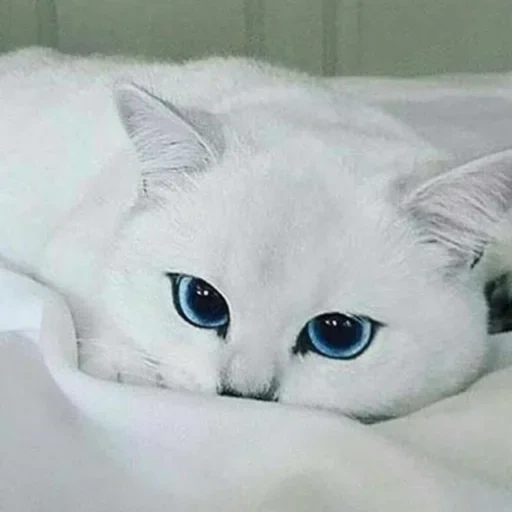 кот голубыми глазами, кошка голубыми глазами, белый кот голубыми глазами, кот голубыми глазами порода, белая кошка голубыми глазами