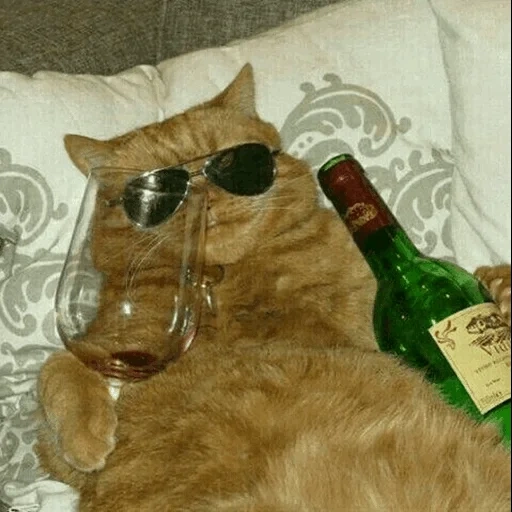 кот, кот вином, смешные кошки, кот напитком мем, веселые животные