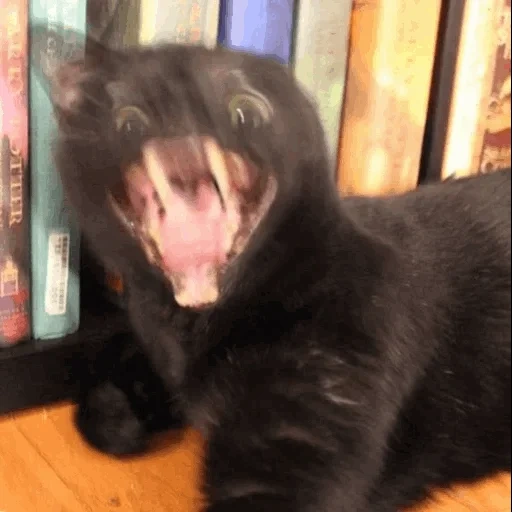 кот, кошка, пасть кошки, черный кот зевает, черная кошка зевает