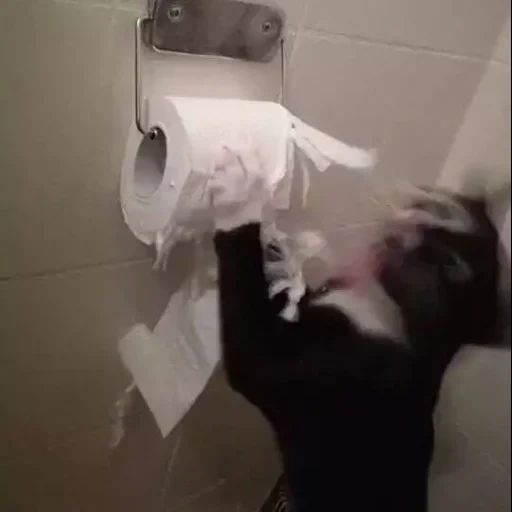 спать охота, toilet paper, туалетная бумага, смешные коты туалетной бумагой