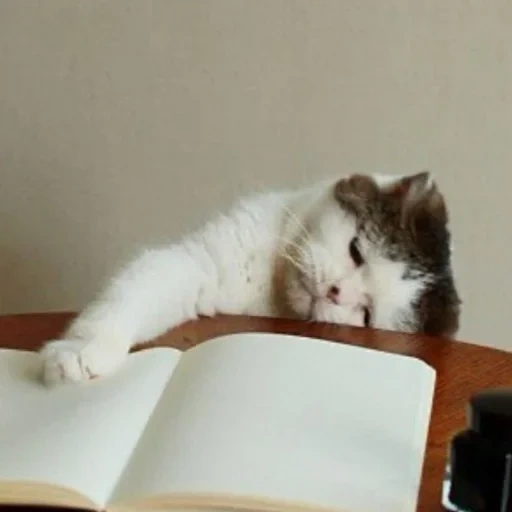 кот, кошка, коты экзамен, котик экзамене