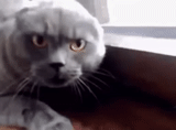 gatto, gatto, il gatto è arrabbiato, il gatto è grigio, scottish holly cat evil