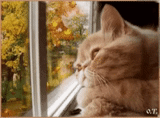 chat, chat d'automne, automne de fenêtre de chat, l'automne est triste, automne à l'extérieur de la fenêtre