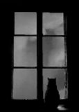 fenêtre, fenêtre, la fenêtre est noire, pluie à l'extérieur de la fenêtre, fenêtre de chats noirs