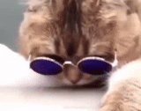 cat, lepps cat, cool cat, lepps glasses cat