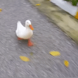 ducks, duck, duck, duck duck, the duck is white