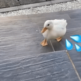 duck, duck duck, white duck, the duck is large, kryakva albino