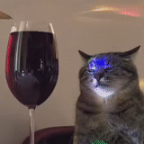gato, gatos, gato, focas, gato de copa de vino