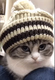 chapéu de gato, chapéu de gato, chapéu gatinho, hat de gatinho, chapéu de gato com lenço