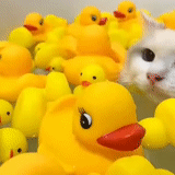 duck, yellow duck, yellow duckling, rubber duck, the duck is yellow rubber