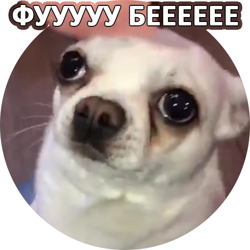 memes de cães, memes de chihuahua, chihuahua shivawa