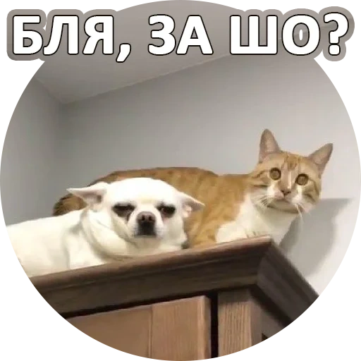 kucing, kucing, kucing, hewan hewan itu lucu, kucing itu lucu