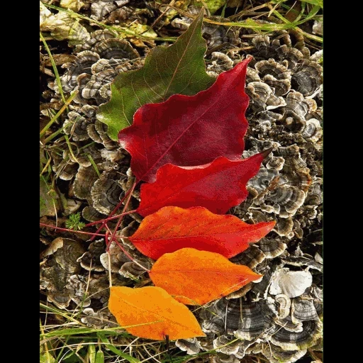 осень, теплая осень, осенние листья, падающие листья, растения осенью