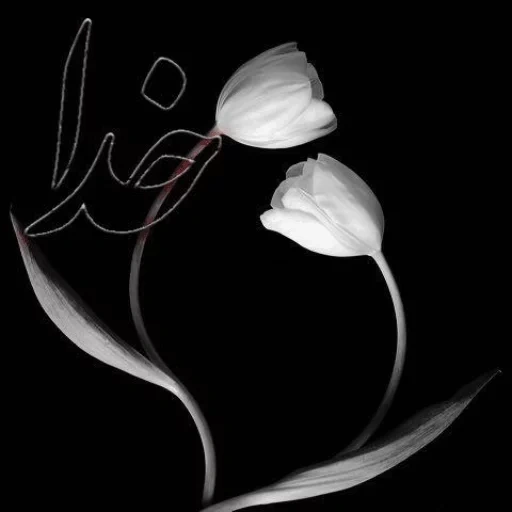 белые цветы, белые тюльпаны, бело черный фон, белые цветы черном фоне, белые тюльпаны черном фоне